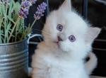 Ragdoll Kitten Available - Ragdoll Kitten For Sale - NY&comma; US