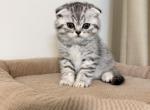 Arnie - Scottish Fold Kitten For Sale - Yardley&comma; PA&comma; US