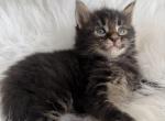 Magnate - Maine Coon Kitten For Sale - 