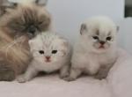 We got kittens - British Shorthair Kitten For Sale - 