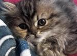 RubyRed - Persian Kitten For Sale - Cayce&comma; SC&comma; US