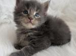 Varia - Maine Coon Kitten For Sale - 
