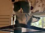 Poe - Persian Kitten For Sale - Cayce&comma; SC&comma; US