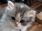 Tuna - Persian Kitten For Sale - Cayce&comma; SC&comma; US