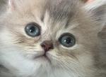 Bruno longhair - British Shorthair Kitten For Sale - Matthews&comma; NC&comma; US