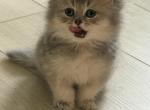 Bruno longhair - British Shorthair Kitten For Sale - Matthews&comma; NC&comma; US