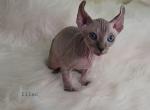 Lila - Sphynx Kitten For Sale - IL&comma; US