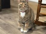 Abby - Domestic Kitten For Sale - W Jordan&comma; UT&comma; US
