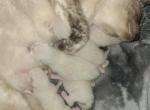 Sookie - Siamese Kitten For Sale - Glassboro&comma; NJ&comma; US