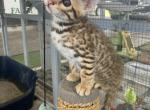 Savannah kittens boy and girl - Savannah Kitten For Sale - Ellerbe&comma; NC&comma; US