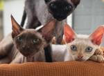 Devon Rex kittens - Devon Rex Kitten For Sale - Hollywood&comma; FL&comma; US