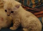 Moxie's  Lynx point boy - Bengal Kitten For Sale - Buellton&comma; CA&comma; US