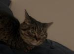 Cookie - Domestic Cat For Adoption - Henrico&comma; VA&comma; US