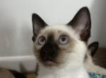 Motchi and Siblings - Siamese Kitten For Sale - Dearborn&comma; MI&comma; US