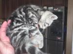 Loly - American Shorthair Kitten For Sale - Thornton&comma; CO&comma; US