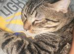 Royal - European Shorthair Kitten For Adoption - Forney&comma; TX&comma; US