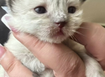 1 female kitten Kats Ravishing Ragdolls - Ragdoll Kitten For Sale - Lancaster&comma; PA&comma; US