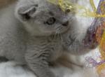 Lilac Boy GrCh Sire - British Shorthair Kitten For Sale - 