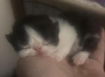 Beautiful Persian Kittens all colors - Persian Kitten For Sale - Lehighton&comma; PA&comma; US