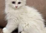 susan lilac bi color - Ragdoll Cat For Sale - Brooklyn&comma; NY&comma; US