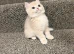 Lilac - British Shorthair Kitten For Sale - Bellevue&comma; WA&comma; US