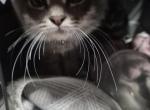 Frosty - Domestic Kitten For Adoption - Kent&comma; WA&comma; US