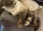 Simba - Ragdoll Cat For Adoption - Fayetteville&comma; NY&comma; US