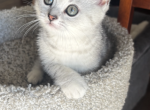 Marcko - Scottish Fold Kitten For Sale - Philadelphia&comma; PA&comma; US