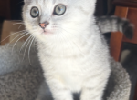 Patrik - Scottish Straight Kitten For Sale - 