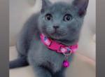 Kittens ready for homes - American Shorthair Kitten For Sale - Dearborn Heights&comma; MI&comma; US