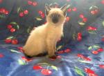 Big John - Siamese Kitten For Sale - Akron&comma; OH&comma; US