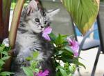 Fa - Maine Coon Kitten For Sale - 