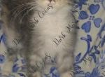Slinkz littles - Maine Coon Kitten For Sale - Ellenton&comma; FL&comma; US