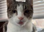 Dolly - Domestic Cat For Adoption - Indianapolis&comma; IN&comma; US