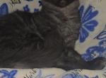 Ada's littles - Maine Coon Kitten For Sale - 