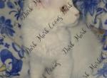 Nova littles - Maine Coon Kitten For Sale - Ellenton&comma; FL&comma; US