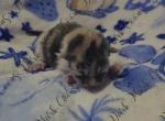 Vada littles - Maine Coon Kitten For Sale - Ellenton&comma; FL&comma; US