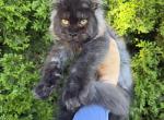 Kira - Maine Coon Kitten For Sale - Huntley&comma; IL&comma; US