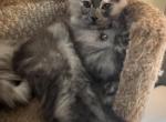 Maple - Maine Coon Kitten For Sale - Bechtelsville&comma; PA&comma; US