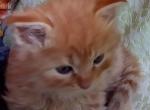 Titus - Siberian Kitten For Sale - Woodburn&comma; OR&comma; US