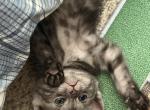 Bear - Scottish Fold Kitten For Sale - 