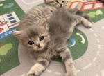 Pinky - Scottish Fold Kitten For Sale - Glendale&comma; AZ&comma; US