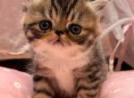 Honey and mouse - Exotic Kitten For Sale - Arlington Heights&comma; IL&comma; US