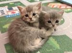 Brownie - Scottish Straight Kitten For Sale - 