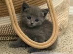 Rocky - Scottish Straight Kitten For Sale - 