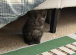 Char - Scottish Straight Kitten For Sale - Glendale&comma; AZ&comma; US