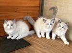 Sweet Ragdoll Babies - Ragdoll Kitten For Sale - American Canyon&comma; CA&comma; US