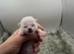 Buzz Lightyear - Bengal Kitten For Sale - ME&comma; US