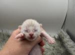 Bo Peep - Bengal Kitten For Sale - ME&comma; US