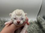 Trixie - Bengal Kitten For Sale - ME&comma; US